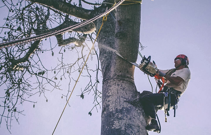 Tree Trimming Service Raleigh, NC