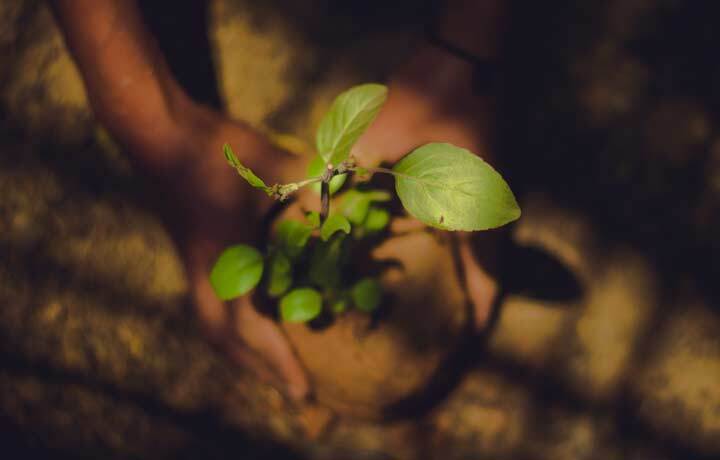 Tree Planting Services Raleigh, NC