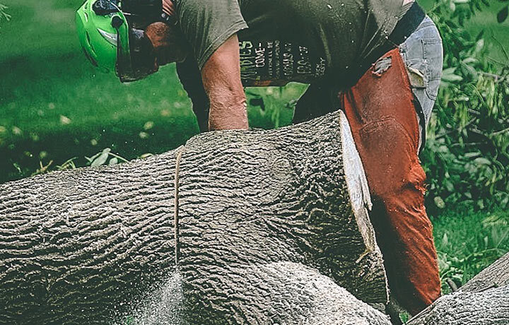 Man in protective gear cutting a felled tree into logs